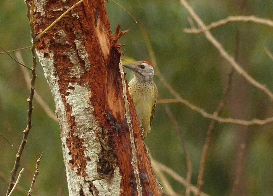 Speckle-breasted Woodpecker - ML46957061