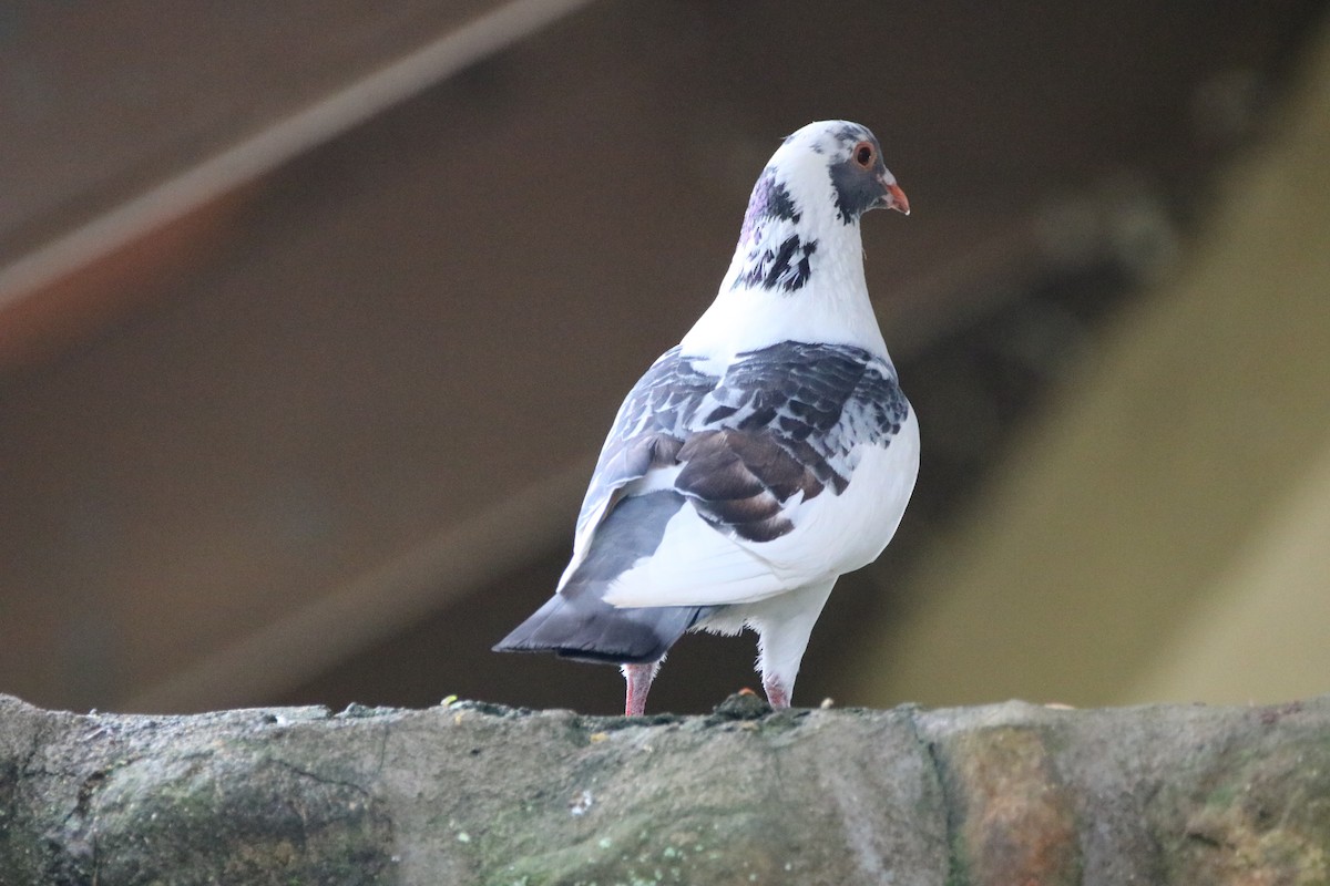 Сизый голубь (Одомашненного типа) - ML469570921