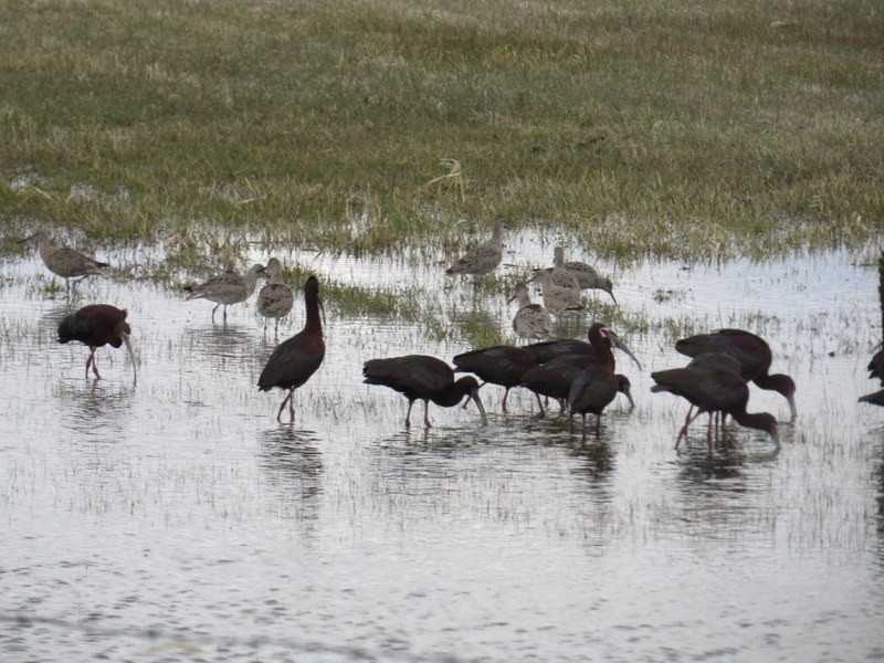 White-faced Ibis - Larry Goodhew