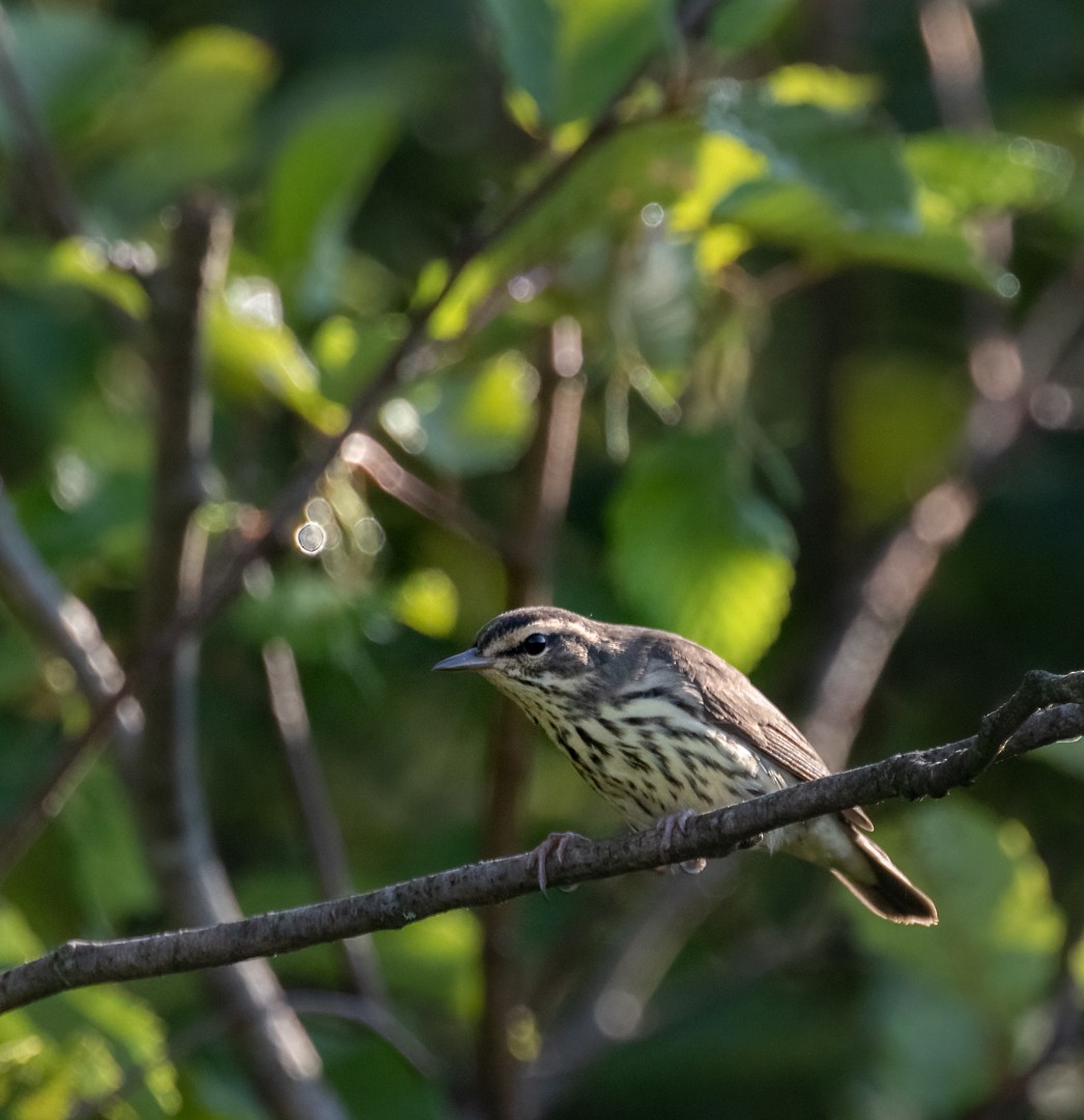 Northern Waterthrush - ML469571621