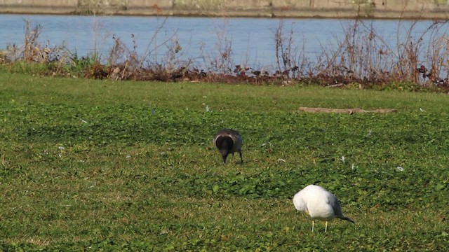 Brant (Atlantic) - ML469572