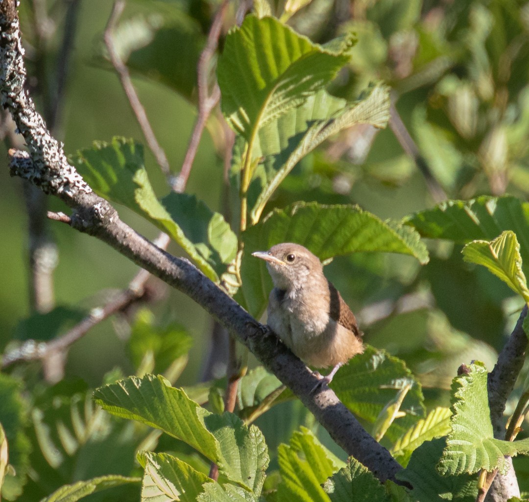 House Wren - ML469572121