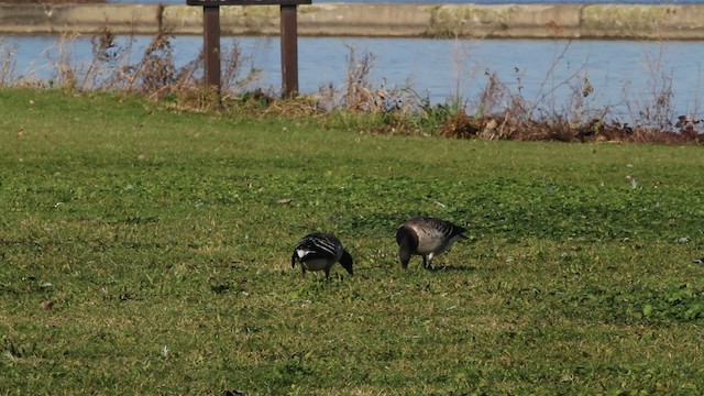 Brant (Atlantic) - ML469573