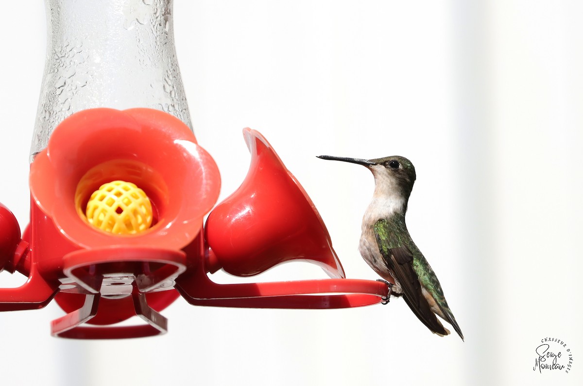 Colibri à gorge rubis - ML469574431