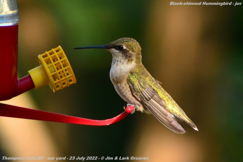 Black-chinned Hummingbird - ML469575761