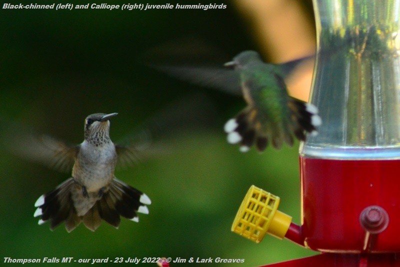 Black-chinned Hummingbird - ML469575941