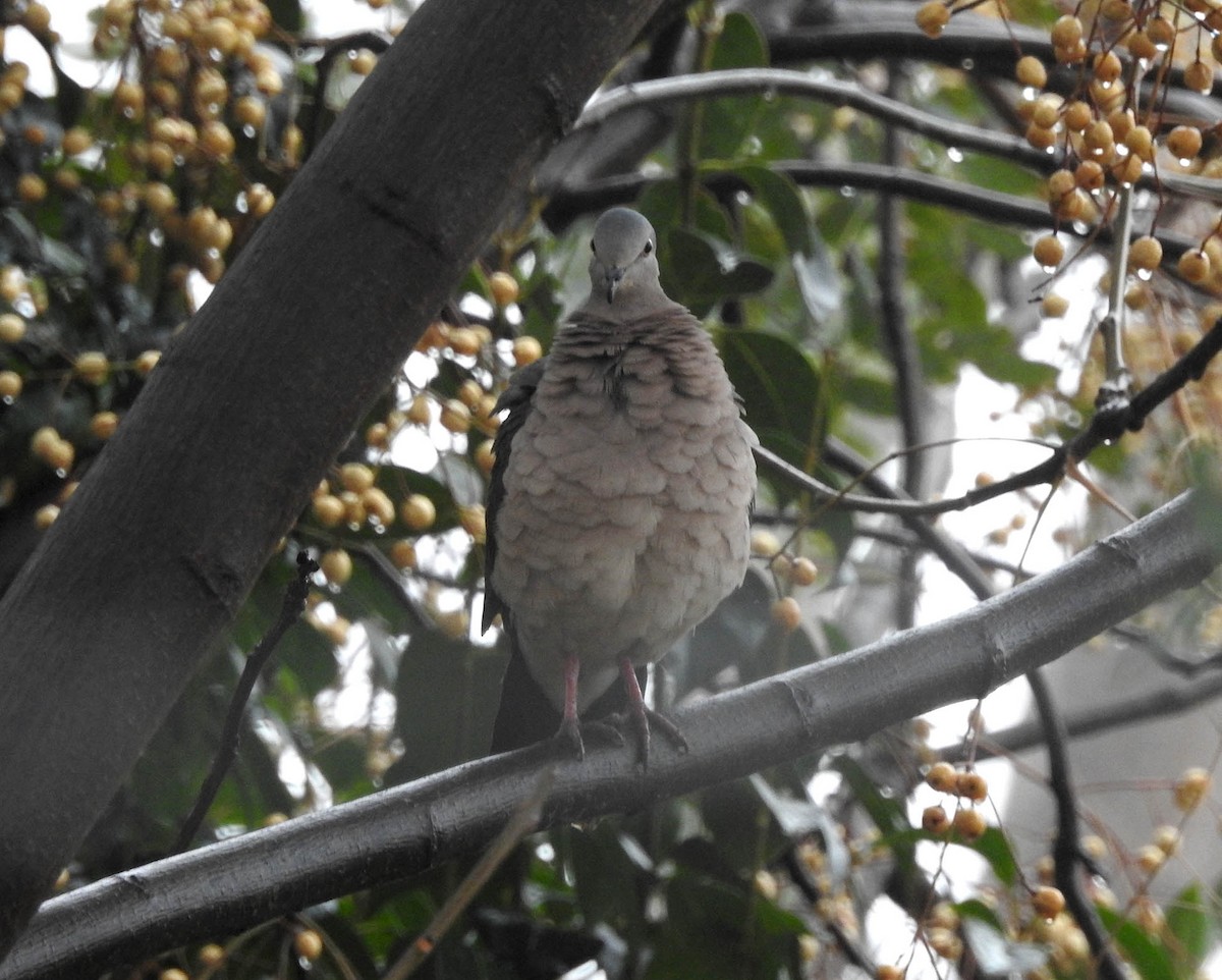 White-tipped Dove - ML469576871