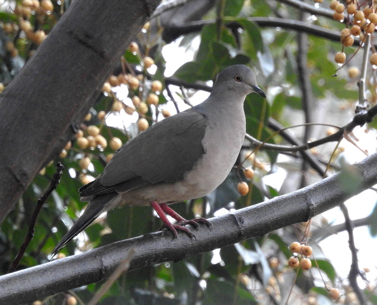 White-tipped Dove - ML469576881