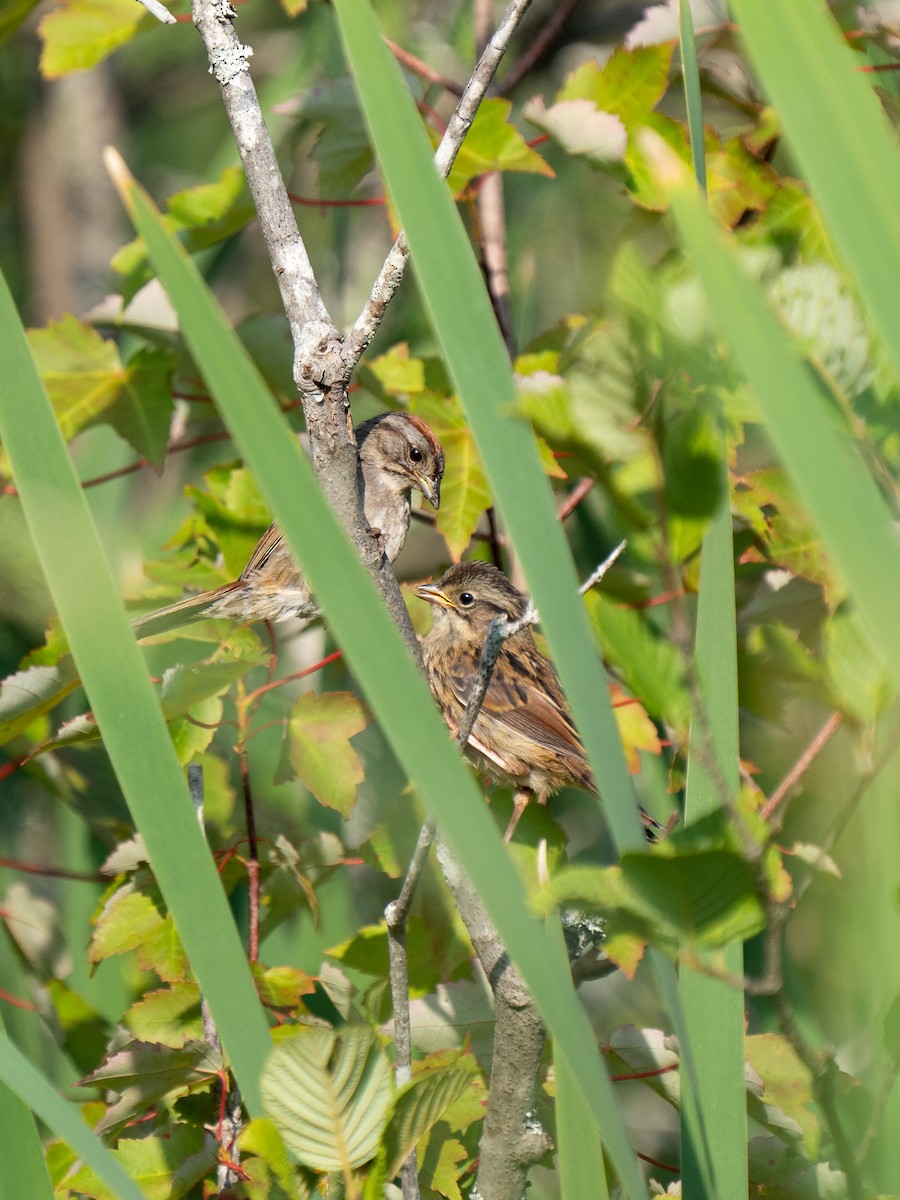 Swamp Sparrow - ML469577881