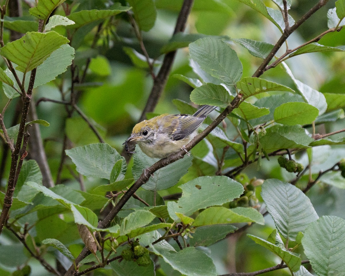 Chestnut-sided Warbler - Mark Syvertson