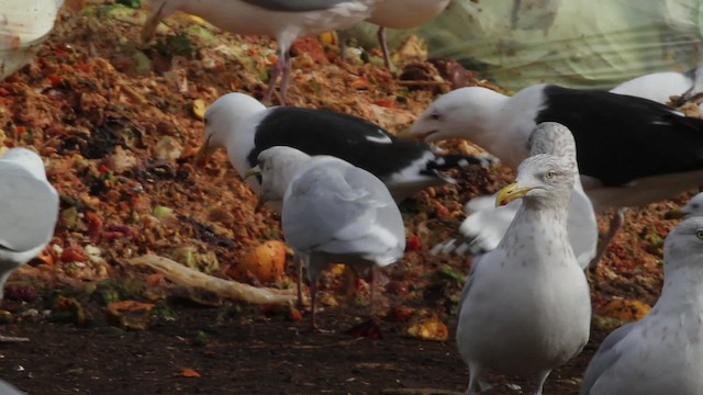 Gaviota Groenlandesa (kumlieni) - ML469578