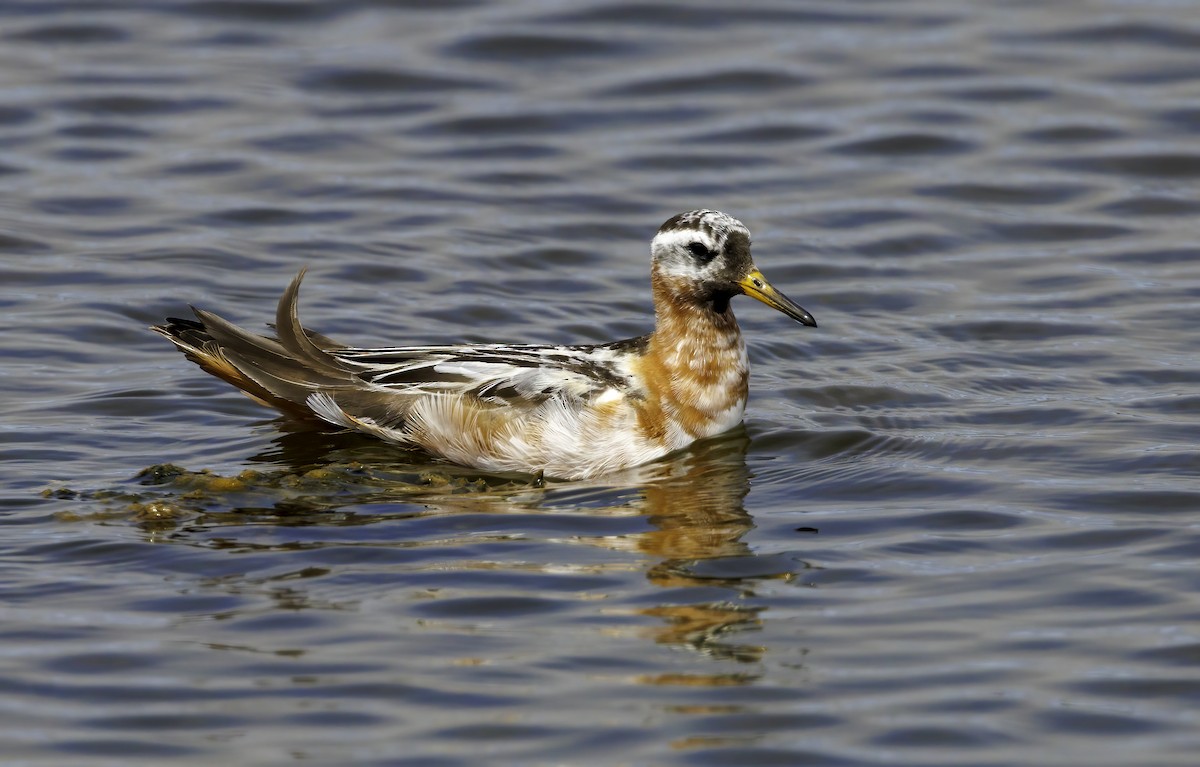 Red Phalarope - ML469578911