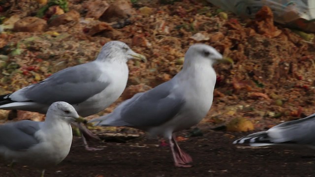 Iceland Gull (kumlieni) - ML469579