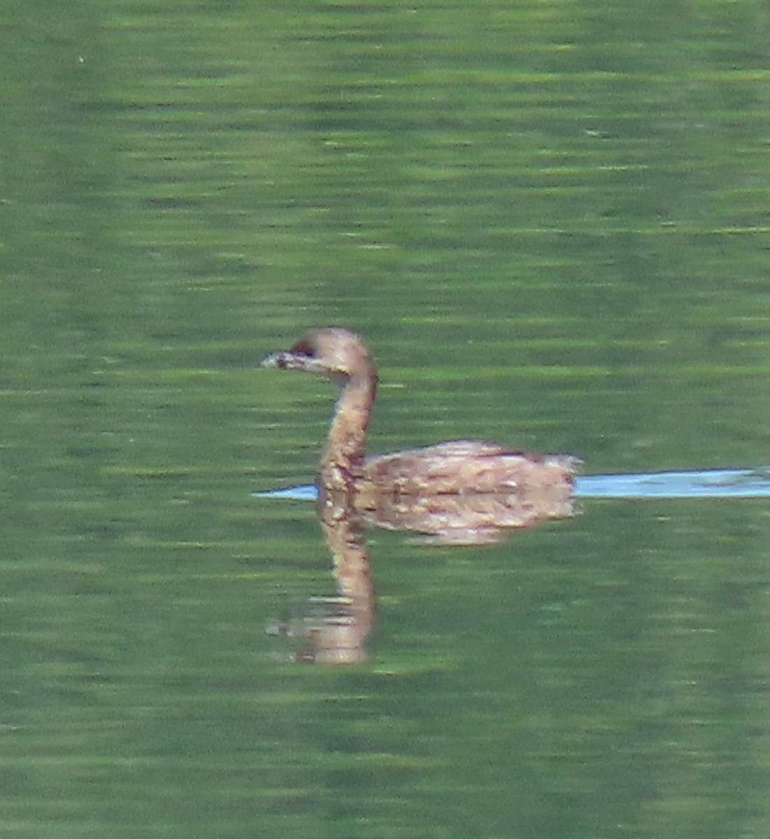 Pied-billed Grebe - ML469579961