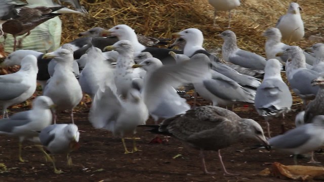 Gaviota Groenlandesa (kumlieni) - ML469581