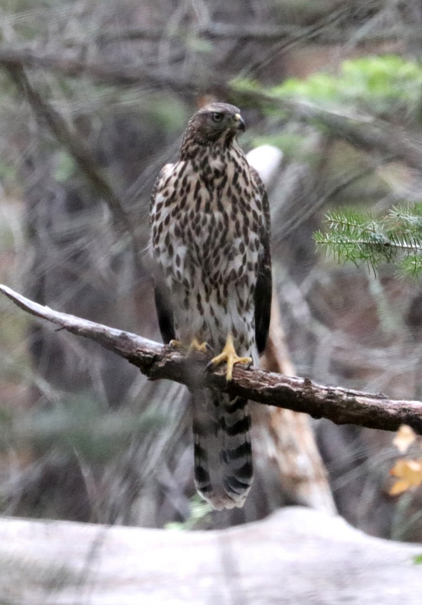 American Goshawk - ML469581031
