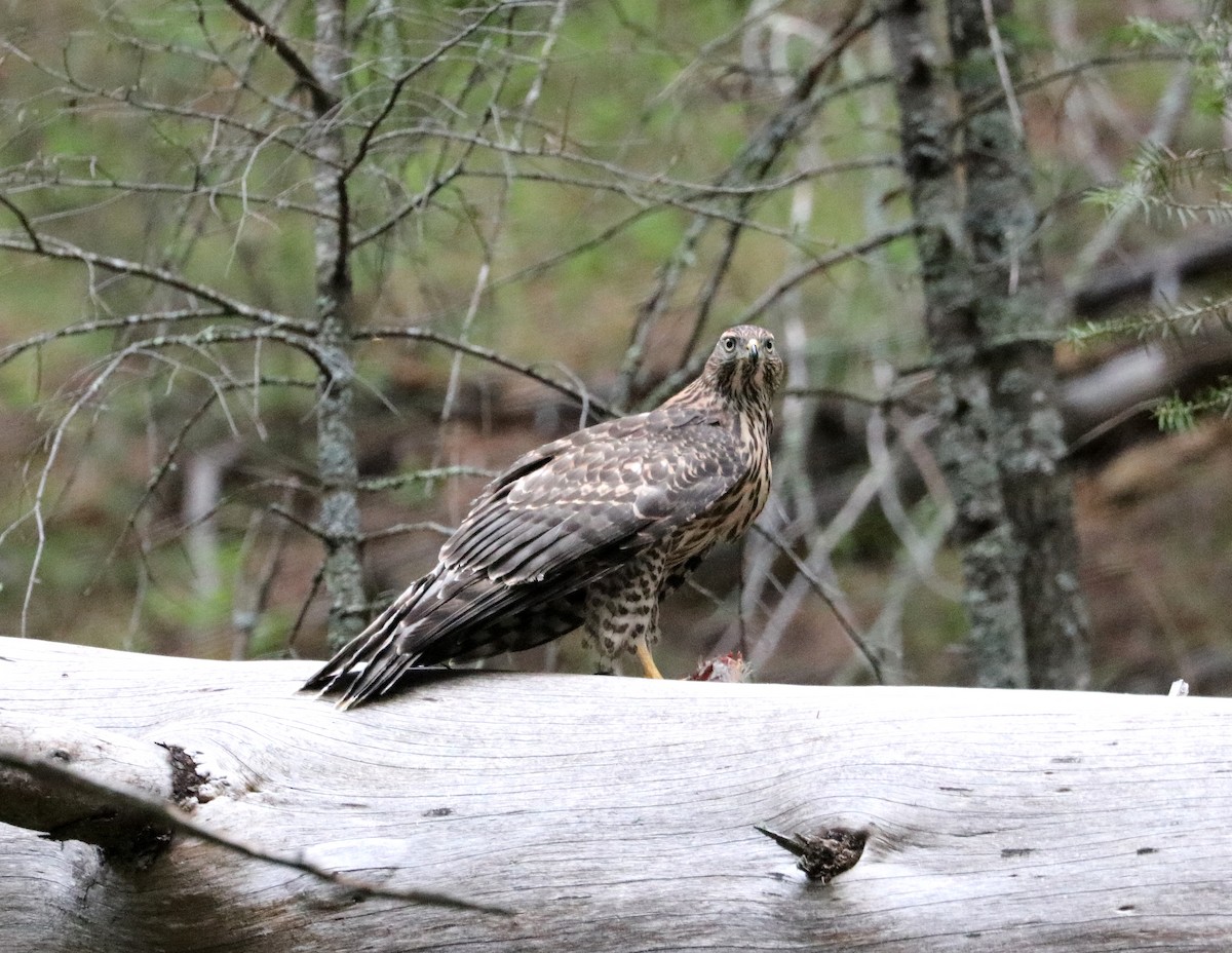 American Goshawk - ML469581041