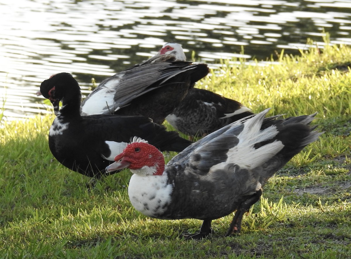 Muscovy Duck (Domestic type) - Juanita Baker