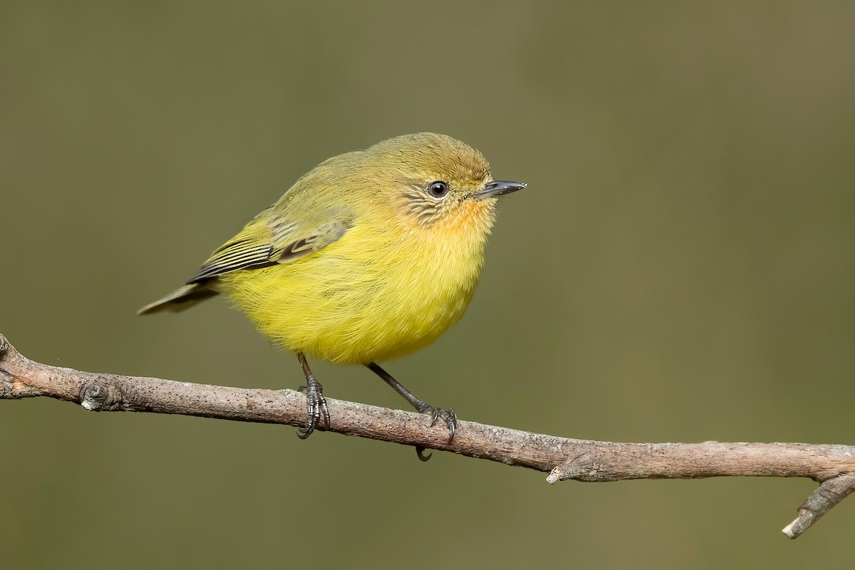 Yellow Thornbill - David Irving