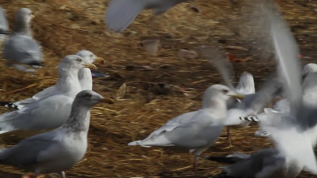 Gaviota Groenlandesa (kumlieni) - ML469583