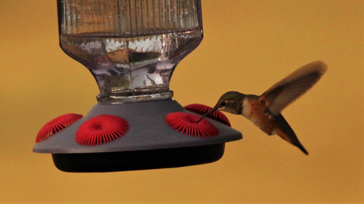 Rufous Hummingbird - Christopher Frick