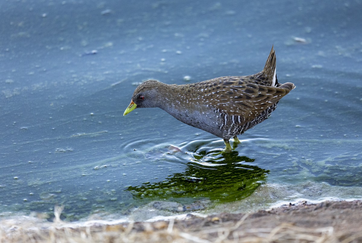 Australian Crake - Tanya Hattingh