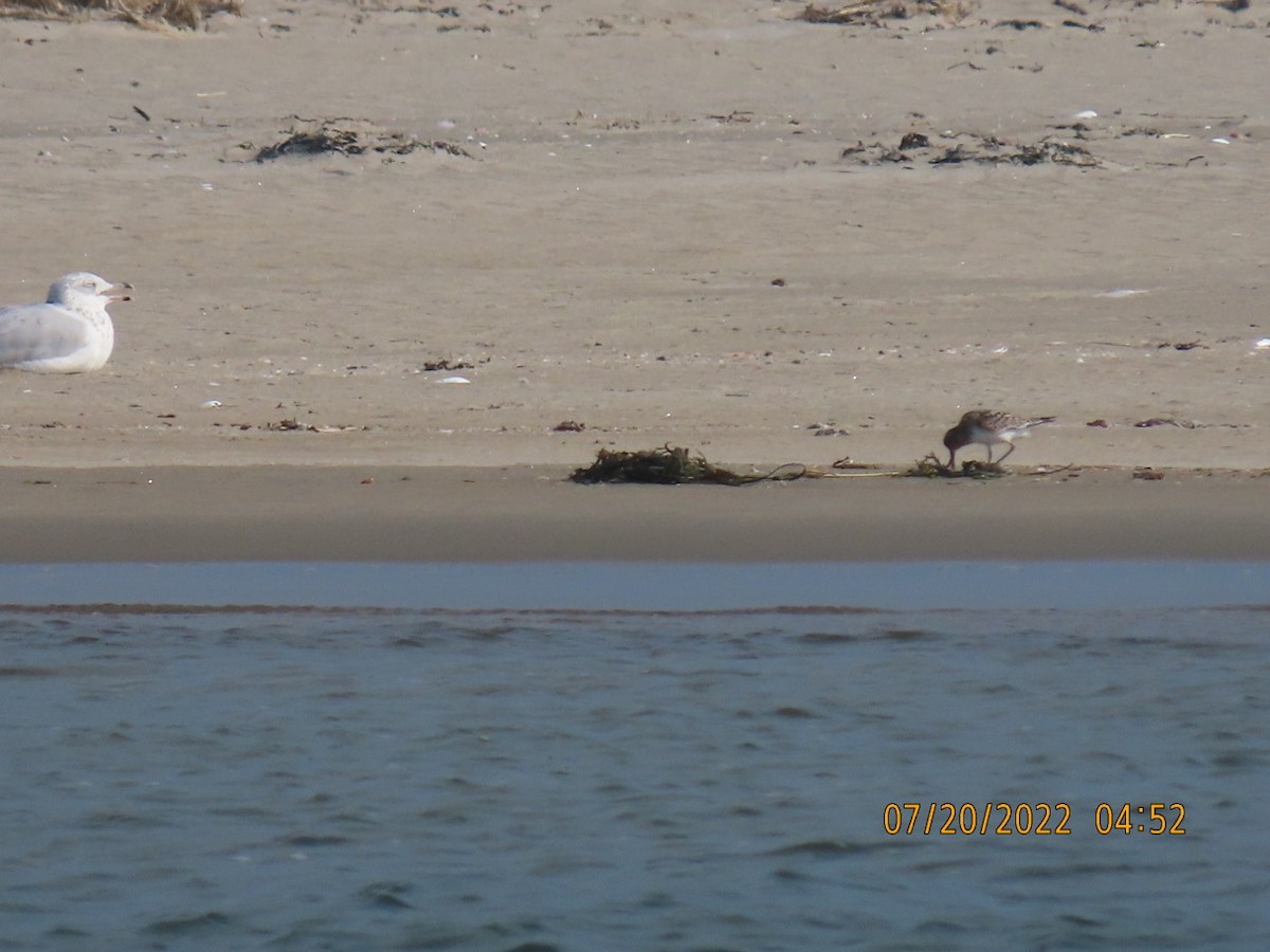 Sanderling - ML469590121