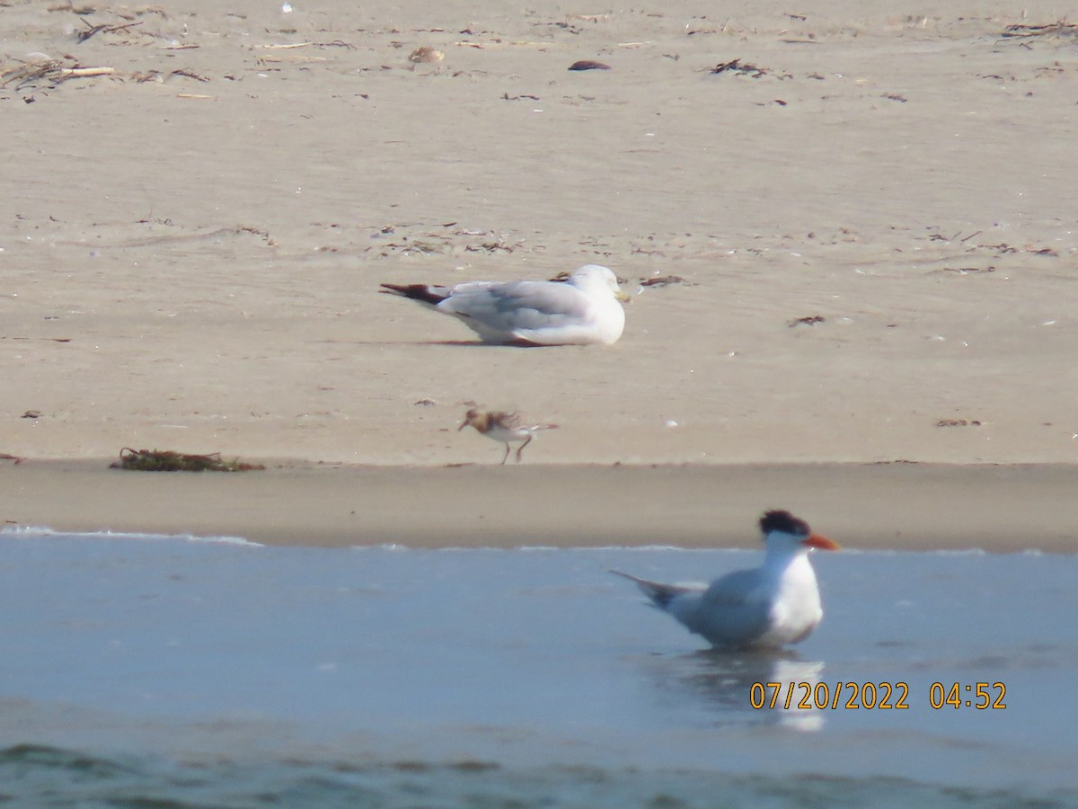 Royal Tern - ML469590231