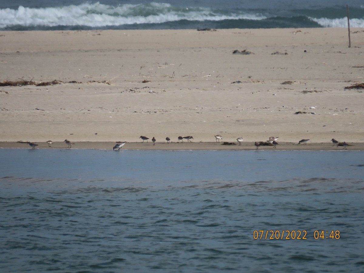 peep sp. - ML469590241