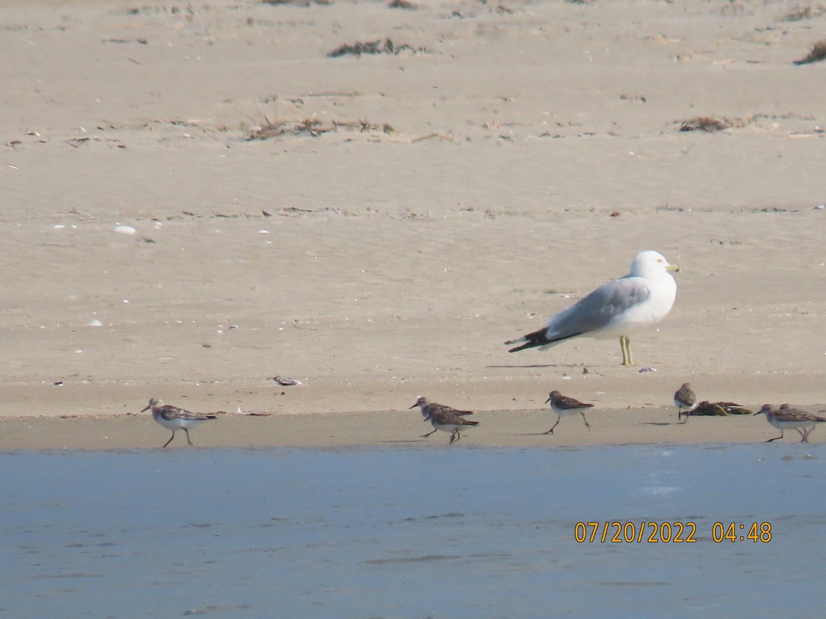 peep sp. - ML469590251