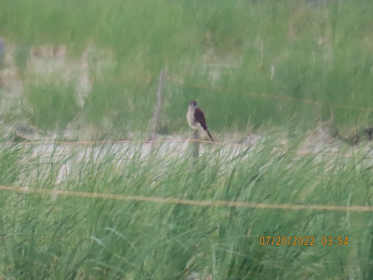 American Kestrel - ML469590601