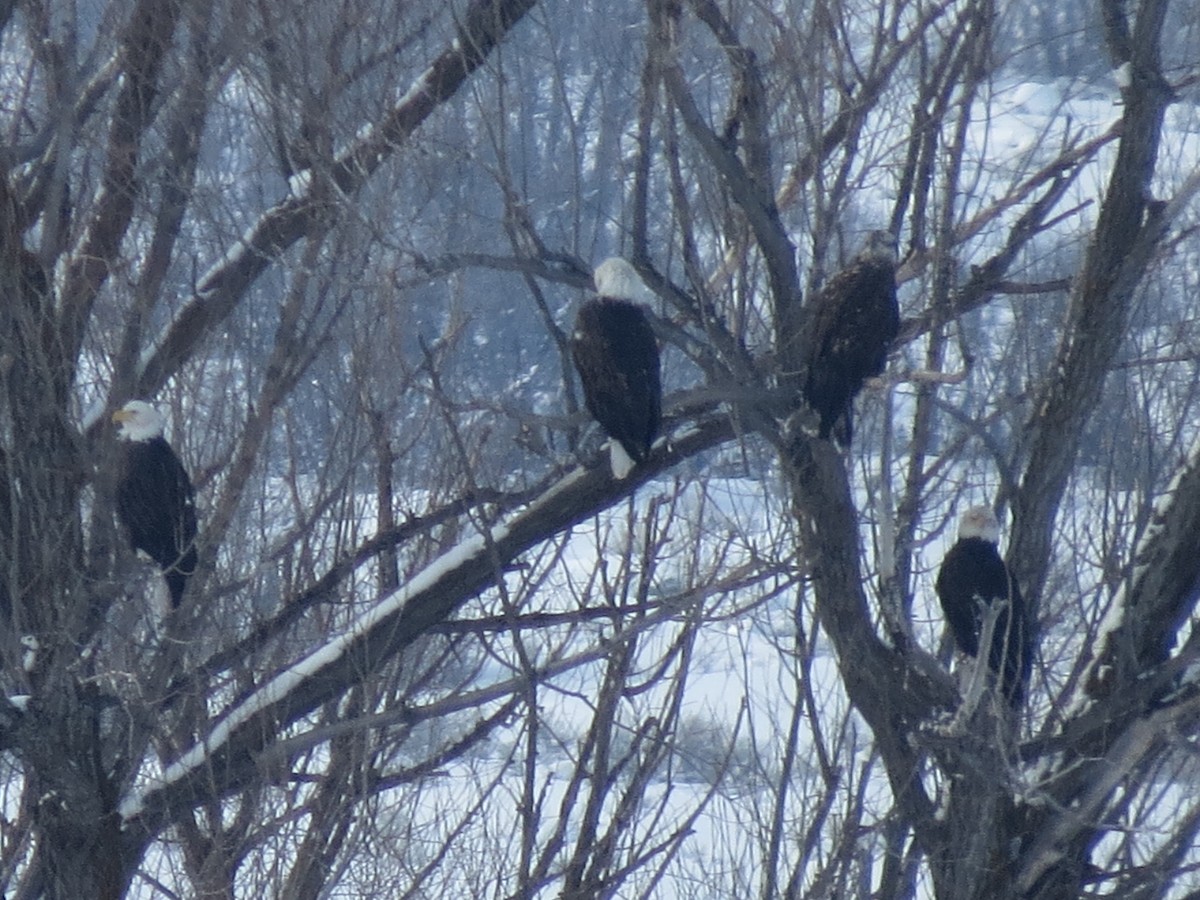 Bald Eagle - ML46959101