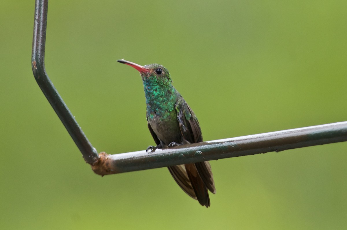 Rufous-tailed Hummingbird - Rosemary joganic