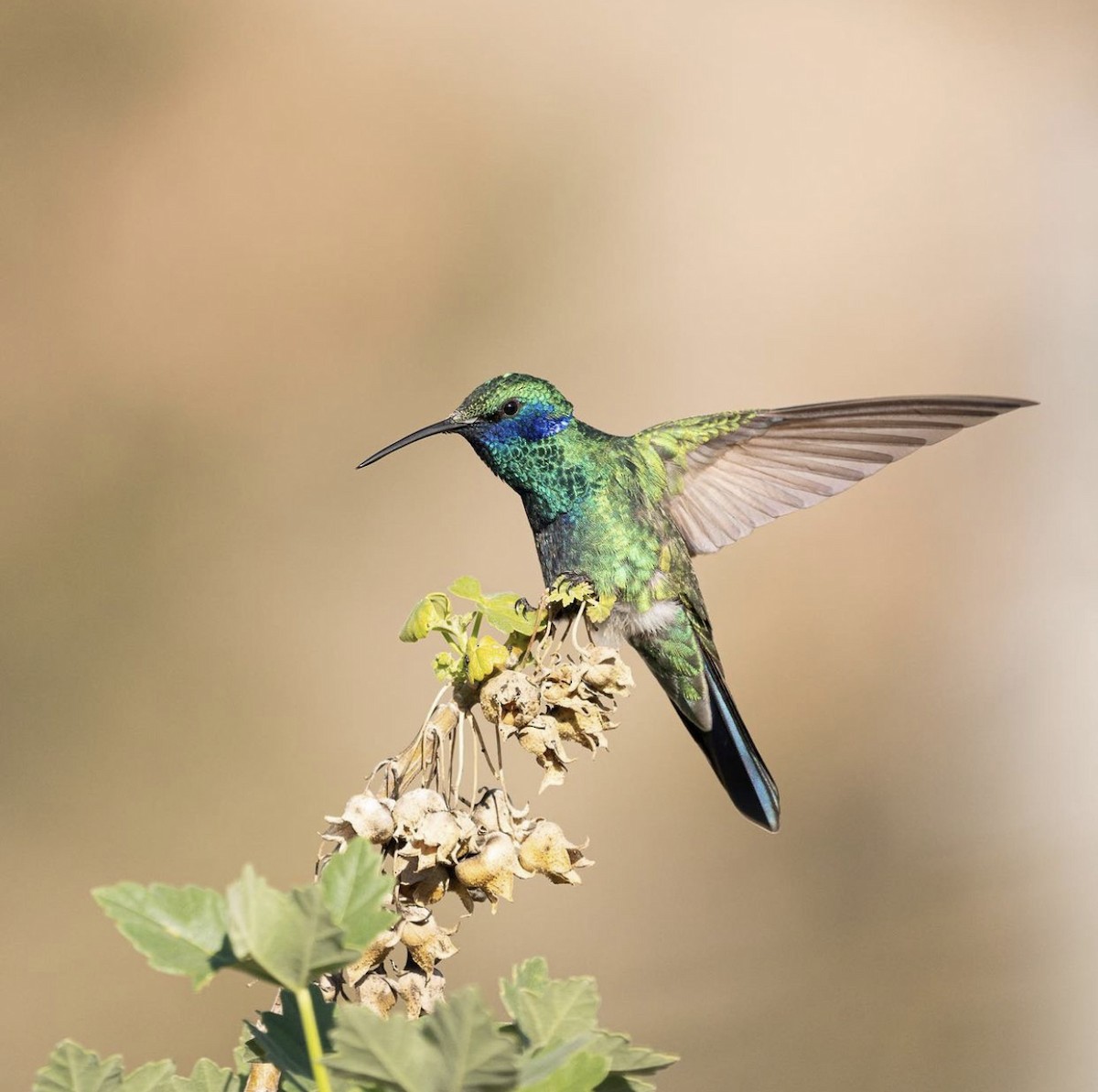 Sparkling Violetear - ML469591641