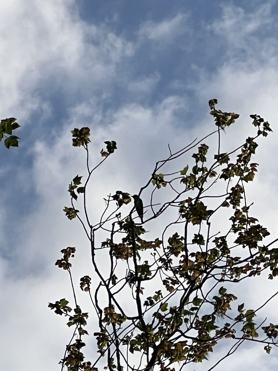 Olive-sided Flycatcher - ML469591671