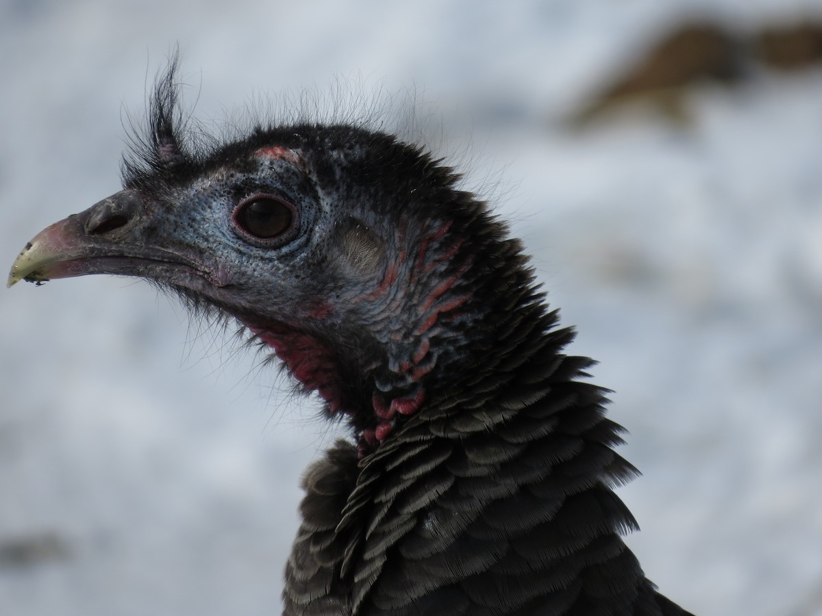 Wild Turkey - ML46959211