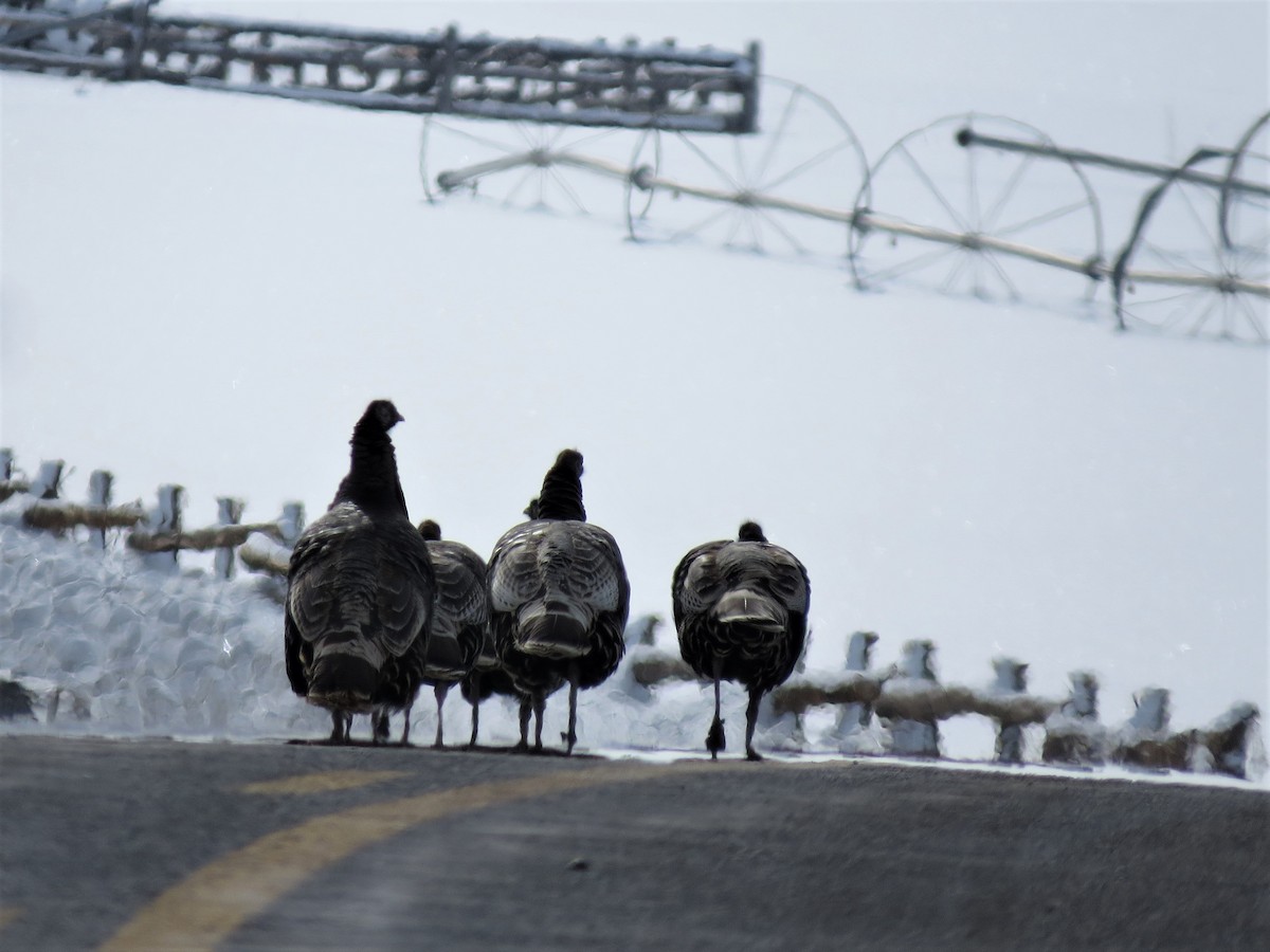 Wild Turkey - ML46959251