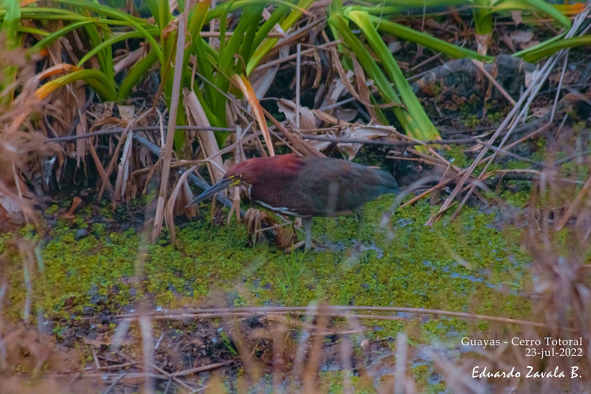 Rufescent Tiger-Heron - Eduardo Zavala B.