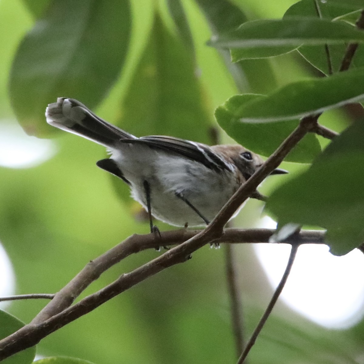 Oahu Elepaio - ML469593581