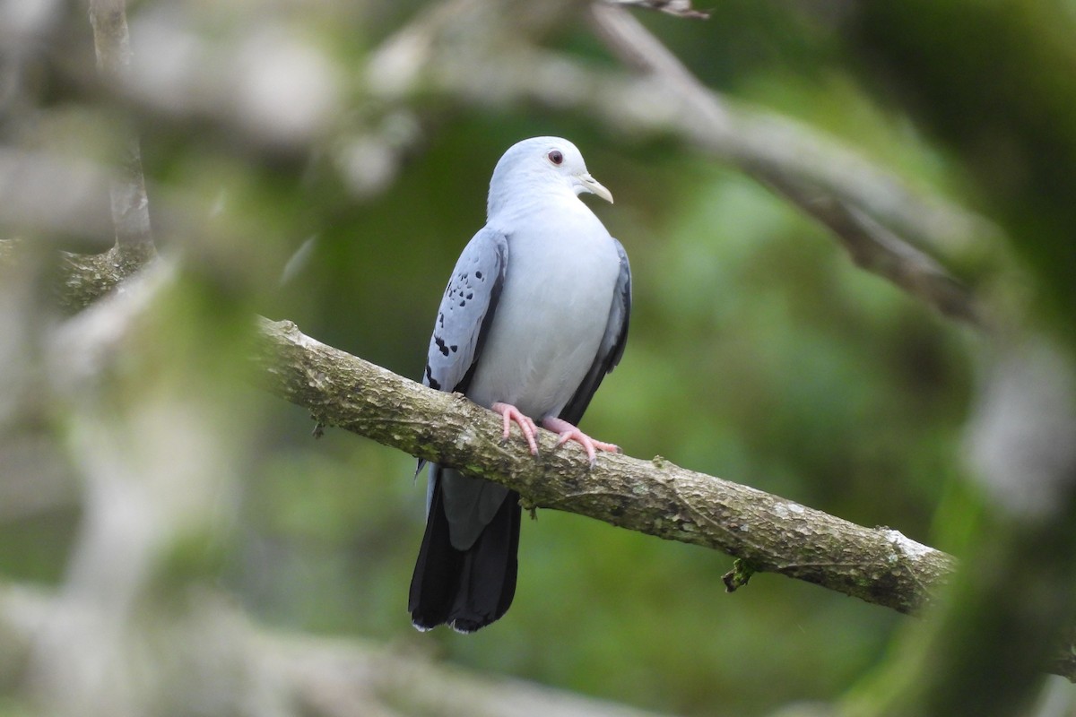 Blue Ground Dove - ML469595991