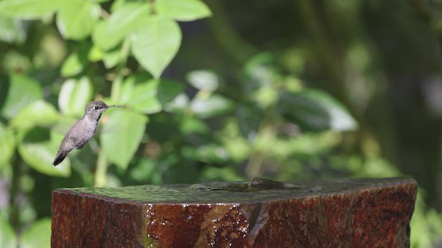 Anna's Hummingbird - ML469596271