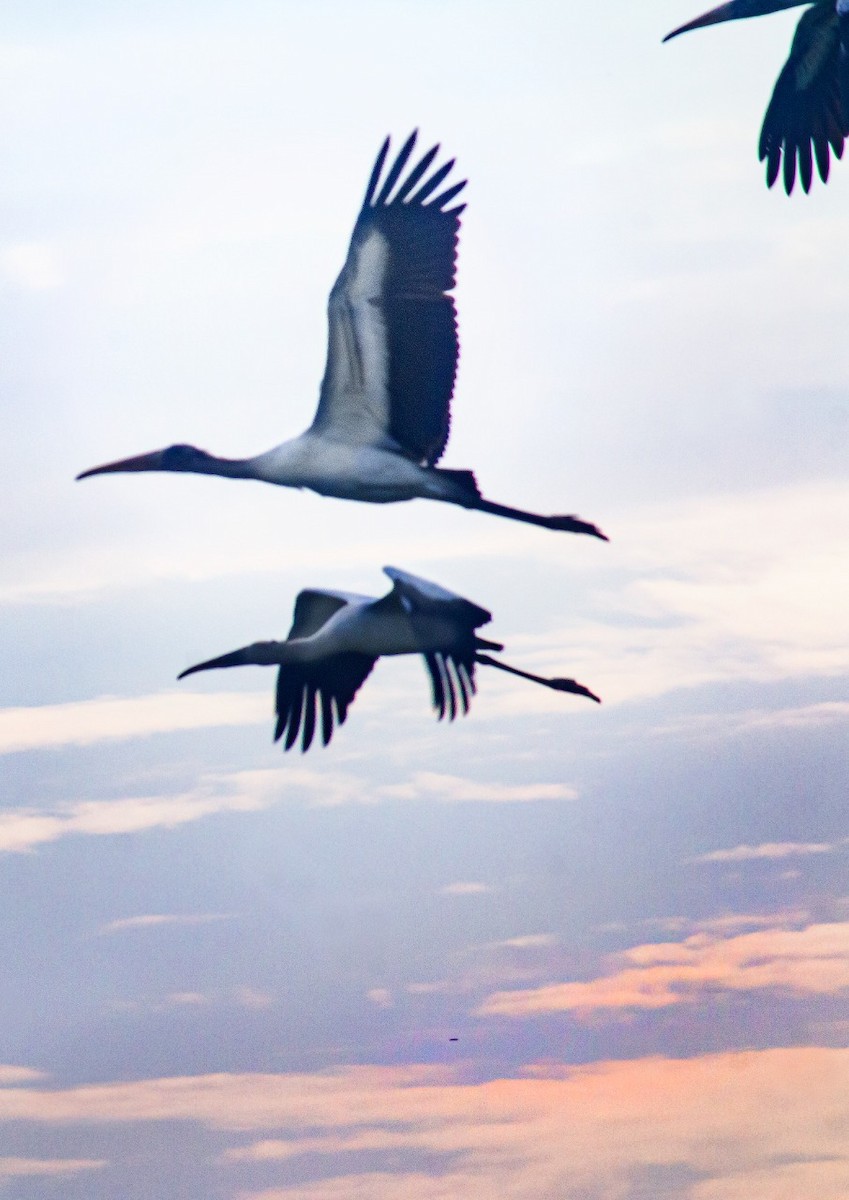 Wood Stork - ML469596871