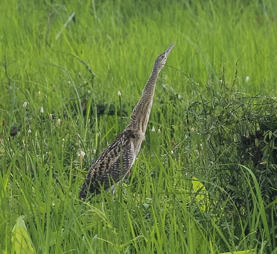 Pinnated Bittern - ML469597031