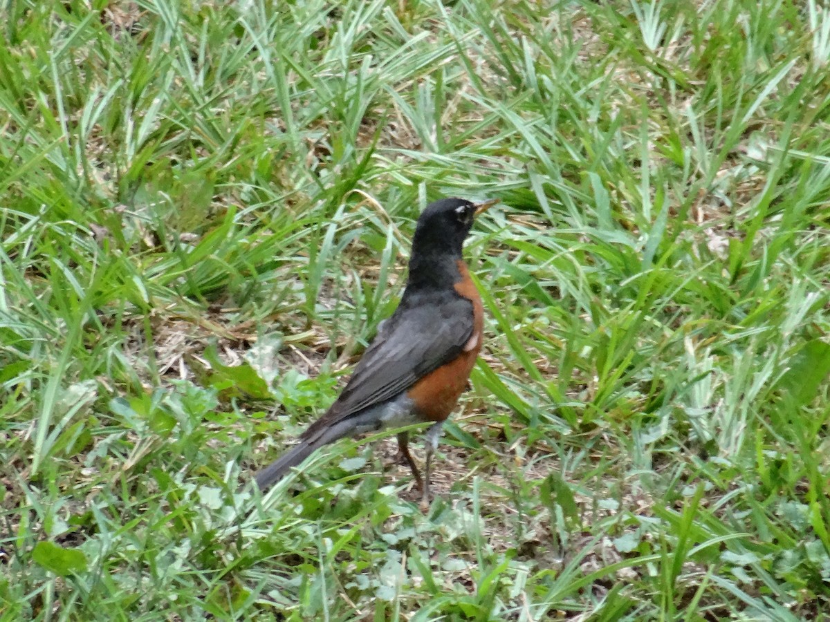 American Robin - ML469597471