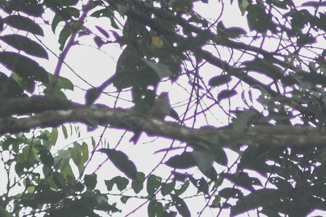 Brown-streaked Flycatcher (Umber) - ML469597831