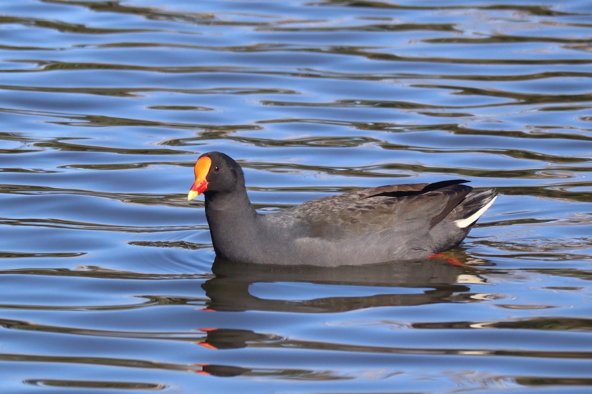 Dusky Moorhen - Paul Rowan