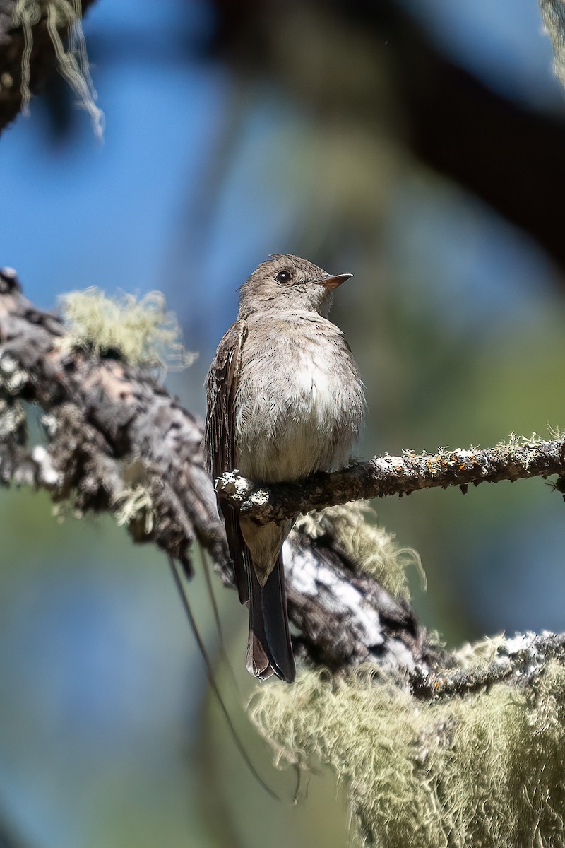 Western Wood-Pewee - ML469598841