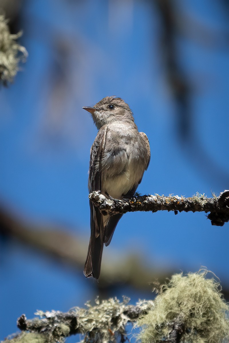 Western Wood-Pewee - ML469598891