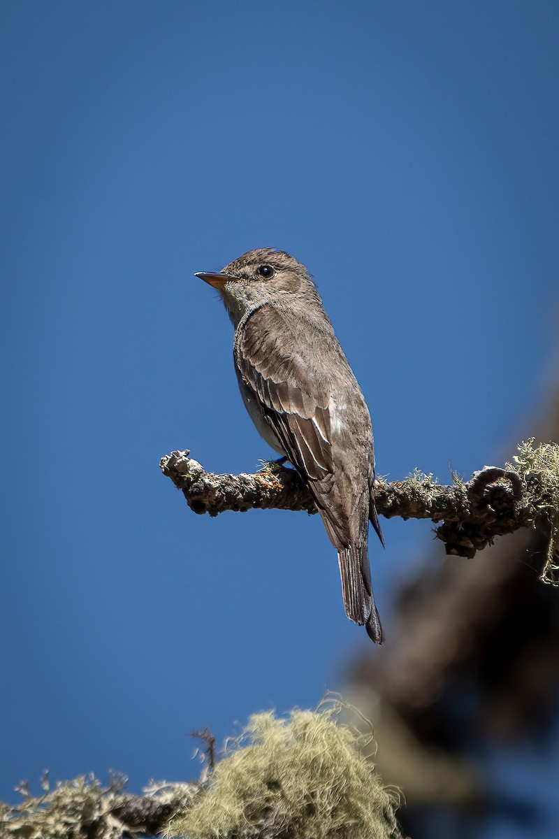 Western Wood-Pewee - ML469598901