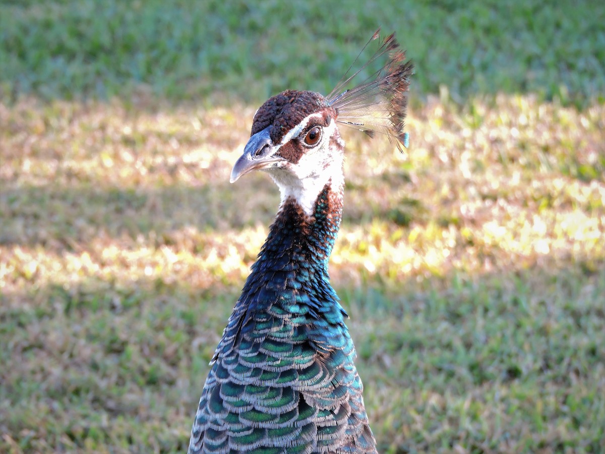 Indian Peafowl - ML46959971